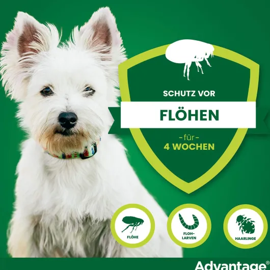 Advantage 40 Lösung für Hunde bis 4 kg 4 Einzeldosispipetten