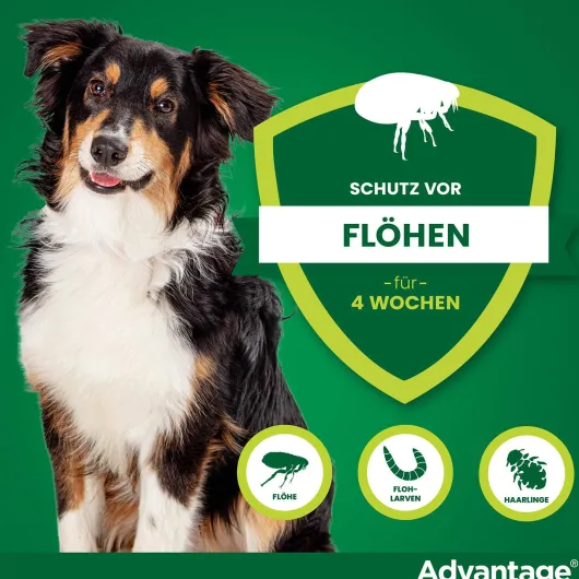Advantage 250 Lösung für Hunde 10 - 25 kg 4 Einzeldosispipetten