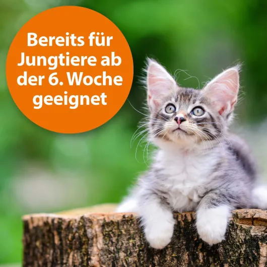 Ardap Zecken-Und Floh-Puder Für Hunde und Katzen 150 G