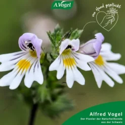 A.Vogel Augen-Tropfen 10 ml