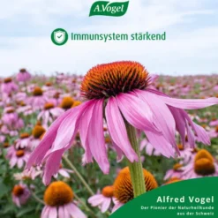 A.Vogel Echinaforce Forte Immune 30 Tabletten