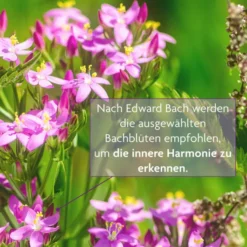 Bachblüten Tee Freude & Harmonie Bio 15 Filterbeutel