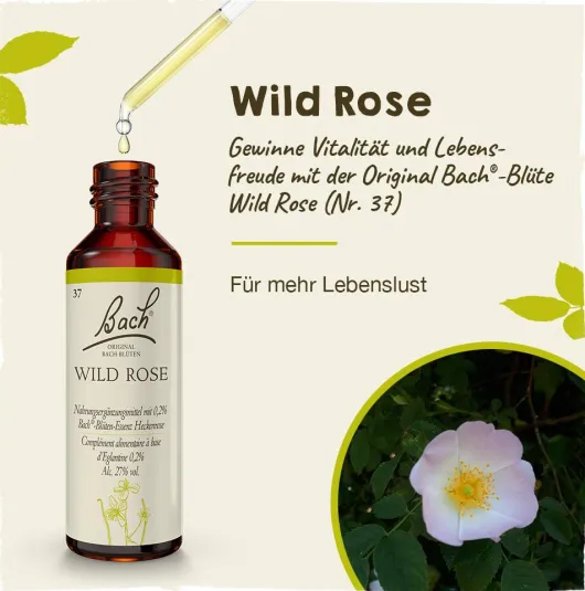 Bachblüten Wild Rose 20 ml Tropfen