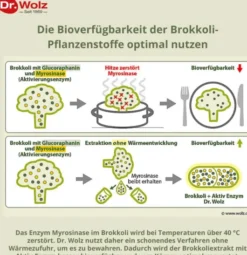 Brokkoli Extrakt + Aktiv-Enzym Dr. Wolz 60 Msr. Kapseln