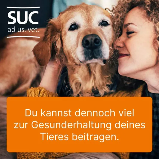 Coenzyme Compositum ad us.vet. 10 Ampullen