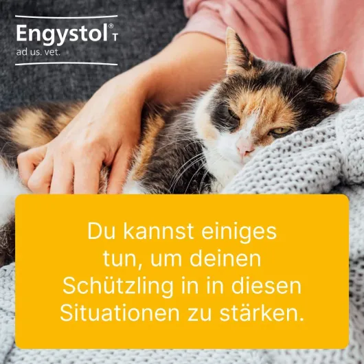 Engystol T Ad Us. vet. 100 Tabletten