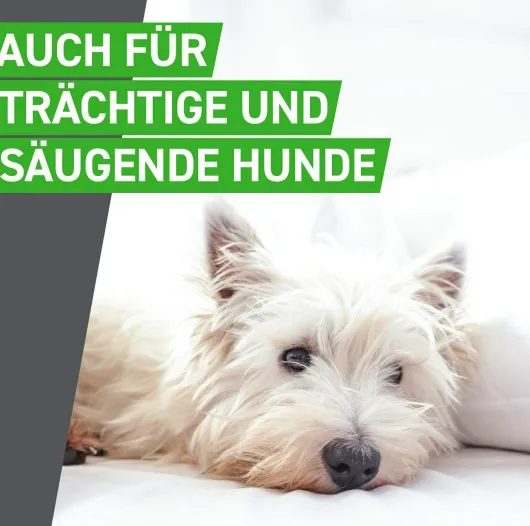 Frontline Combo Spot on Hund L 20-40 kg 3 Pipetten