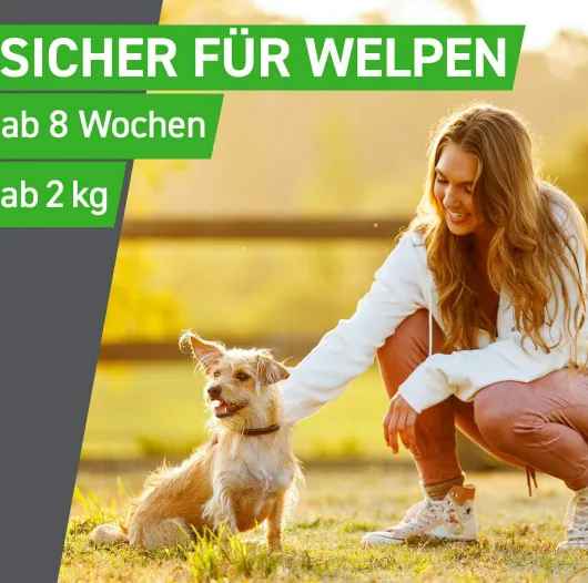 Frontline Combo Spot on Hund XL 40-60 kg 3 Pipetten