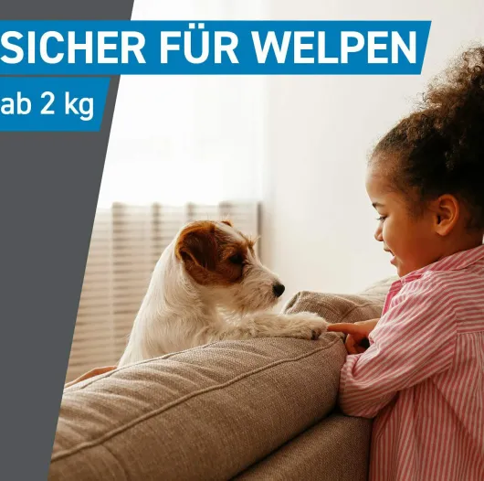 Frontline Spot On Hund S 2-10 kg 6 Pipetten
