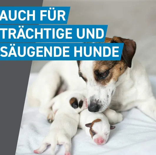 Frontline Spot On Hund S 2-10 kg 6 Pipetten