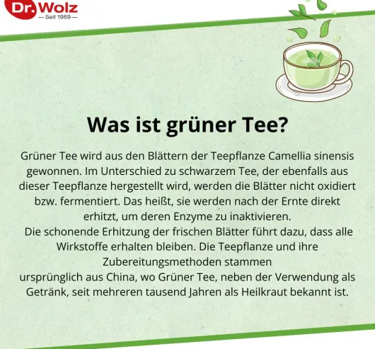 Grüntee Extrakt Dr.Wolz 120 Kapseln