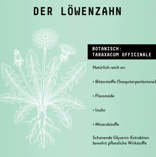 Löwenzahnwurzel Extrakt Kräuter Tropfen alkoholfrei 100 ml