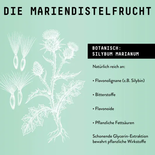 Mariendistel Früchte Extrakt Tropfen alkoholfrei 100 ml