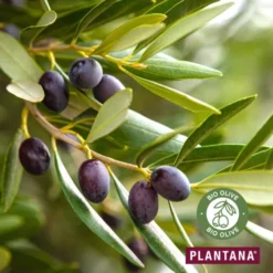 Plantana Olive Gesichtscreme 50 ml