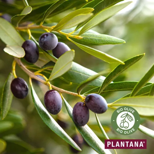 Plantana Olive Gesichtscreme 50 ml