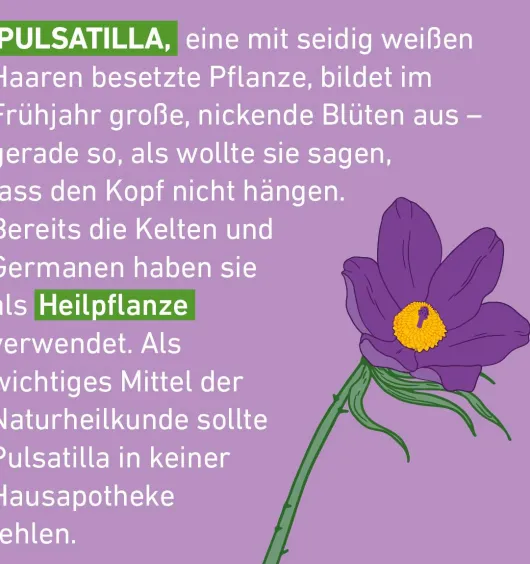 Pulsatilla C30 Globuli Pflüger Globulispender 10 g