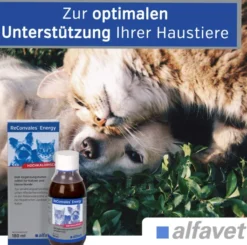 Reconvales AntiPhos 3 x 90 ml Flüssigkeit für kleine Hunde und Katzen