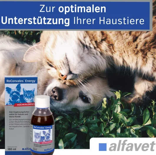 Reconvales Energy Diätergänzungsfuttermittel 180 ml Flüssigkeit für Katzen und kleine Hunde