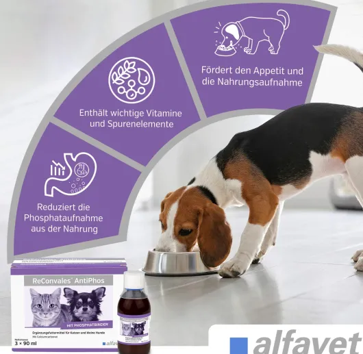 Reconvales Energy Diätergänzungsfuttermittel 180 ml Flüssigkeit für Katzen und kleine Hunde