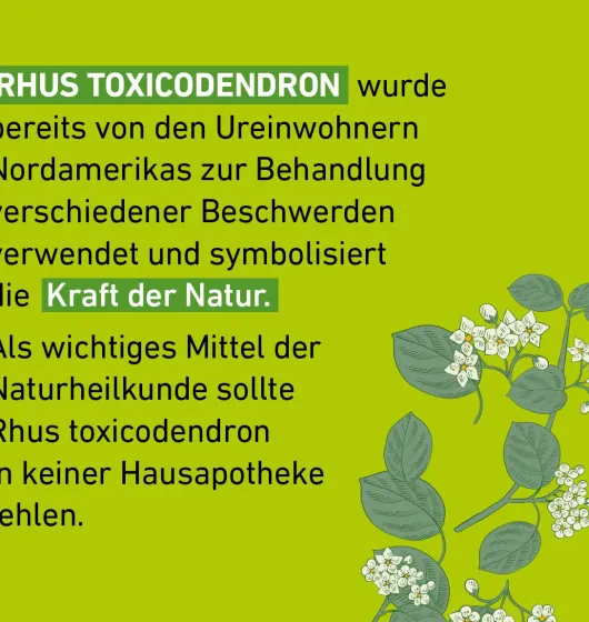 Rhus Toxicodendron C 30 Globuli Pflüger Globulispender 10 g