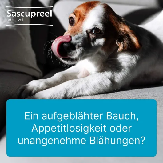 Sascupreel ad us.vet. 5 x 5 ml Ampullen