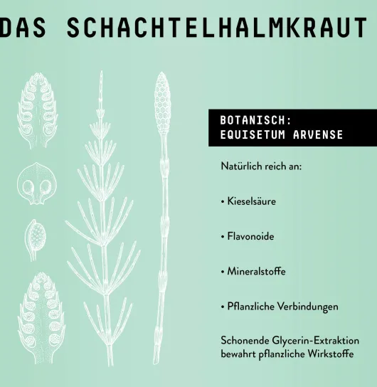 Schachtelhalm Extrakt Kräuter Tropfen alkoholfrei 100 ml