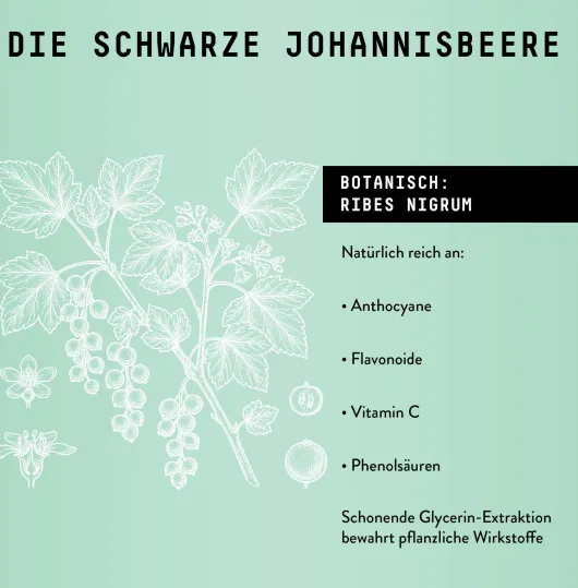 Schwarze Johannisbeere Extrakt Tropfen alkohofrei 100 ml
