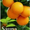 Spitzner Saunaaufguss Orange Wellness