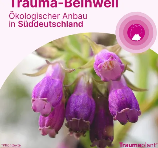 Traumaplant Schmerzcreme 150 g