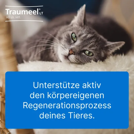 Traumeel LT ad us.vet. 100 x 5 ml Ampullen