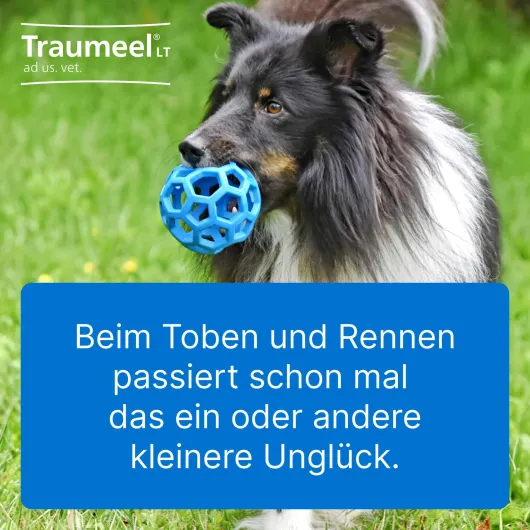 Traumeel Lt vet. 5 X 5 ml Ampullen
