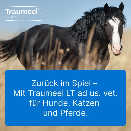 Traumeel Lt vet. 5 X 5 ml Ampullen