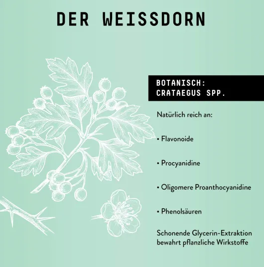 Weissdorn Extrakt Kräuter Tropfen alkoholfrei 100 ml