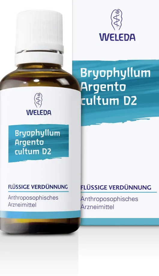 Weleda Bryophyllum Argento Cultum D2 50 ml Dilution