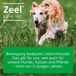 Zeel vet. 50 X 5 ml Ampullen